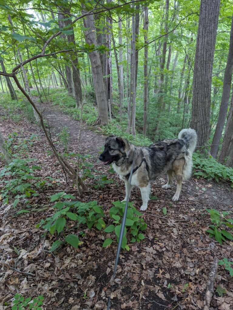 A Caucasian Shepherd dog in a forest; illustrative breed photo, not the dog involved in the case.